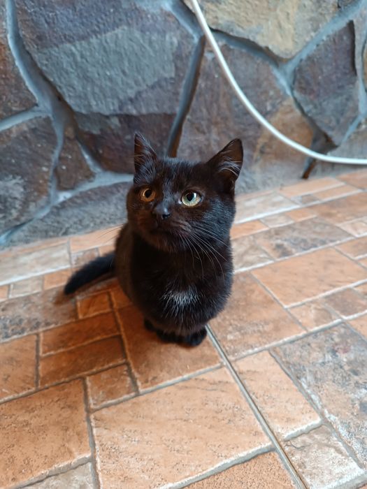 Віддаю кошенят .