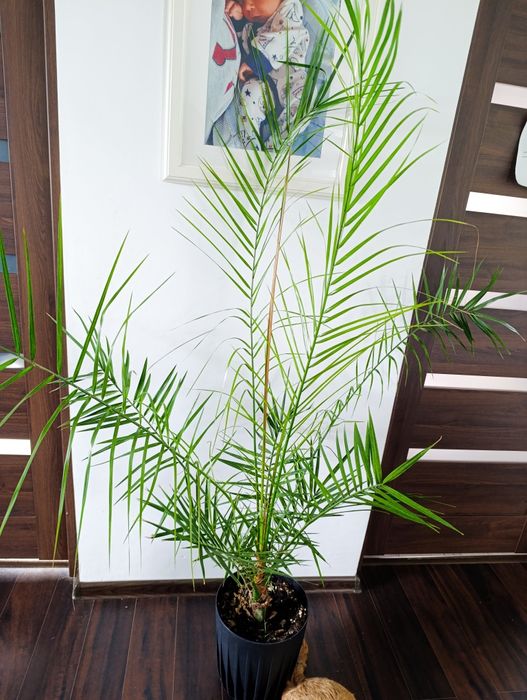 Palma daktylowa Daktylowiec kanaryjski