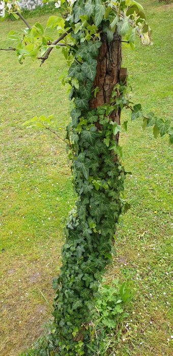 Bluszcz zimozielony -20 szt sadzonki -wysył