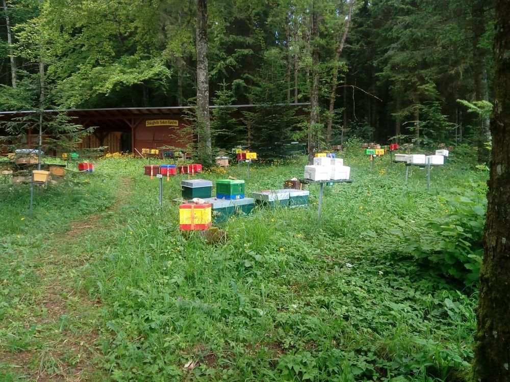 Пчеломатки Карника Peschetz F1 line VT 1-1 бджоломатки бджоли.матка