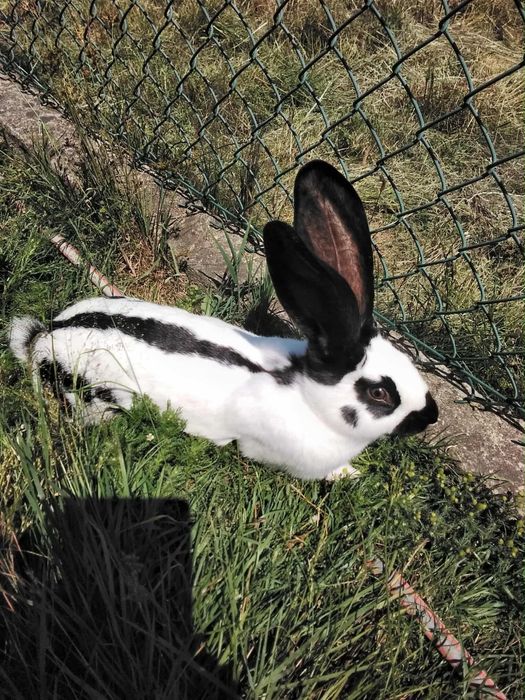 Sprzedam samce i samice Olbrzym Srokacz Czarny (OSC)