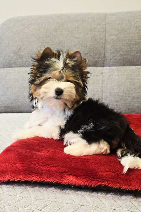 YORK piesek 100% Biewer Yorkshire Terrier do Odbioru