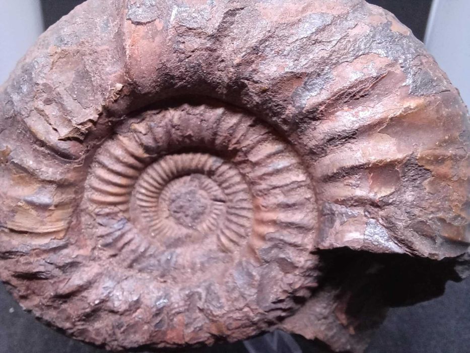 Amonit Choffatia sp. z okolic Krakowa ( Zalas ) - stara kolekcja