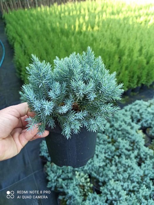 Єлівці,туя- великий вибір-є опт