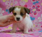 Jack Russell Terrier piesek Sony ZKwP FCI