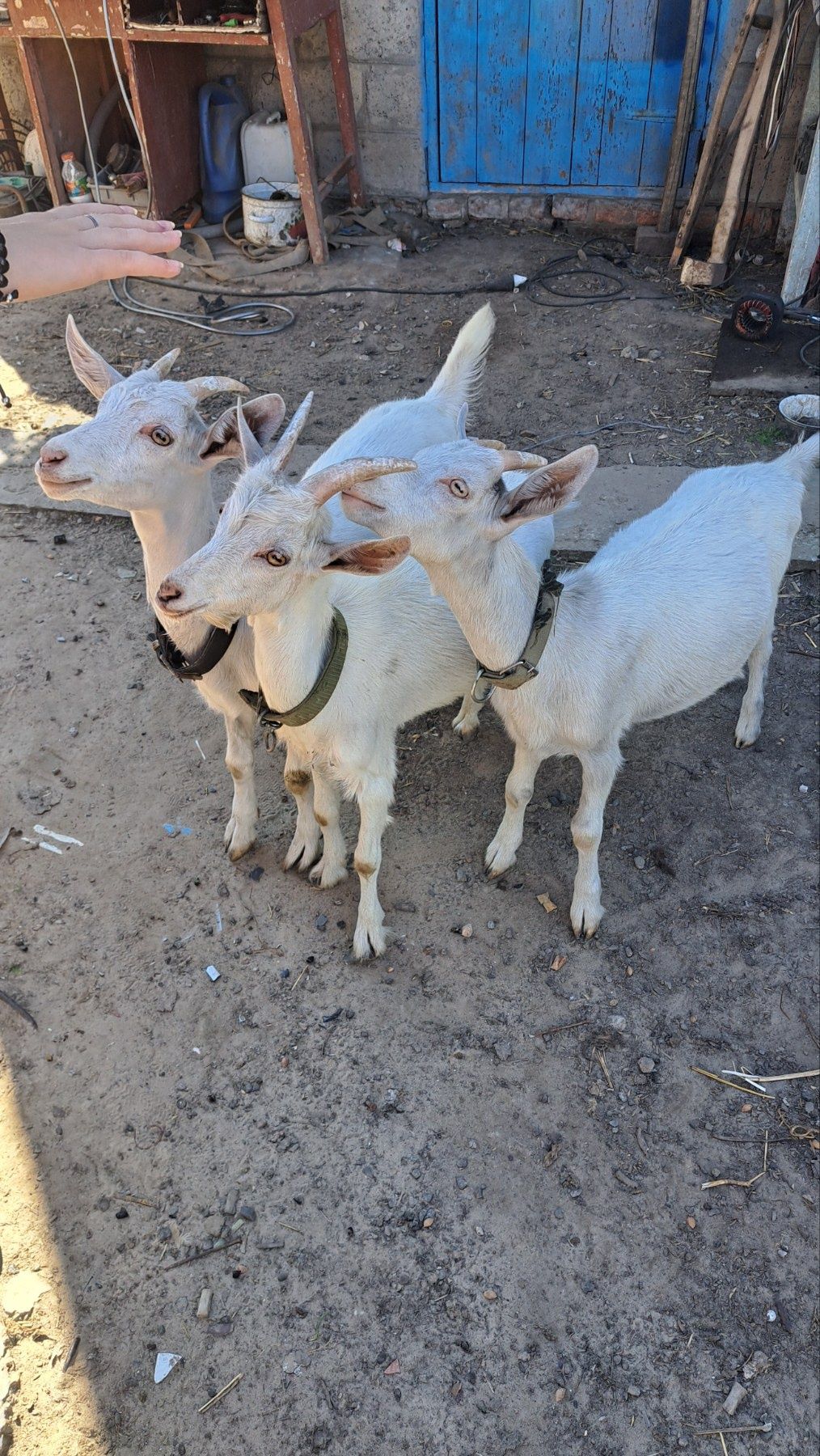 Продам 2 кози та 1 козлика