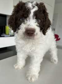 Lagotto romagnolo FCI- dziewczynka