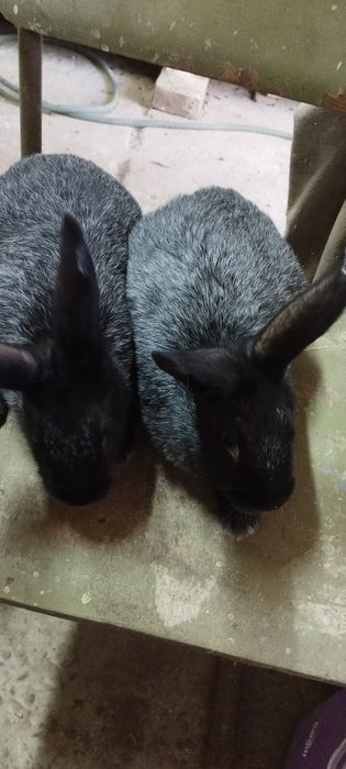 Кролі Полтавське срібло