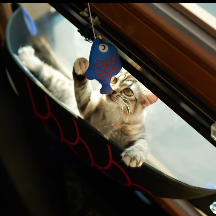 Legowisko dla Kota Hamak Okno Czarne 56x18x20 Przyssawka