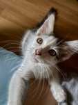 Gatinho bebé para adoção responsável