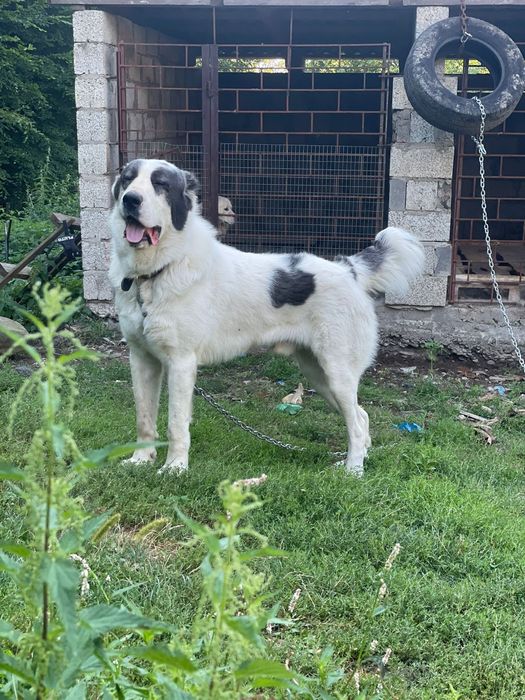 Кобель для вязки