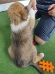 Owczarek szkocki collie 7 tyg ostatnia suczka z miotu