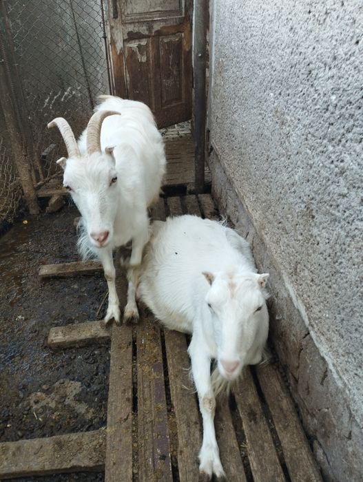 Продаю добру козу