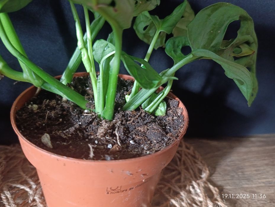 Монстера Манкі (Monstera adansonii)