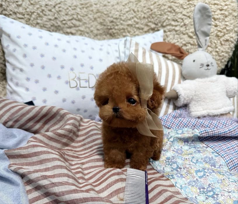 Caniche toy Fêmea prestigio