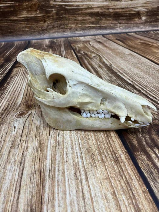 Czaszka dzika trofeum trofea myśliwskie uzębiona czaszka