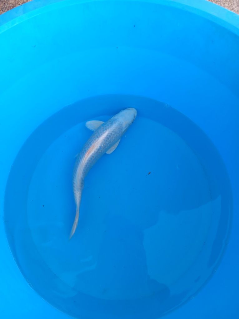Carpa koi japonesa