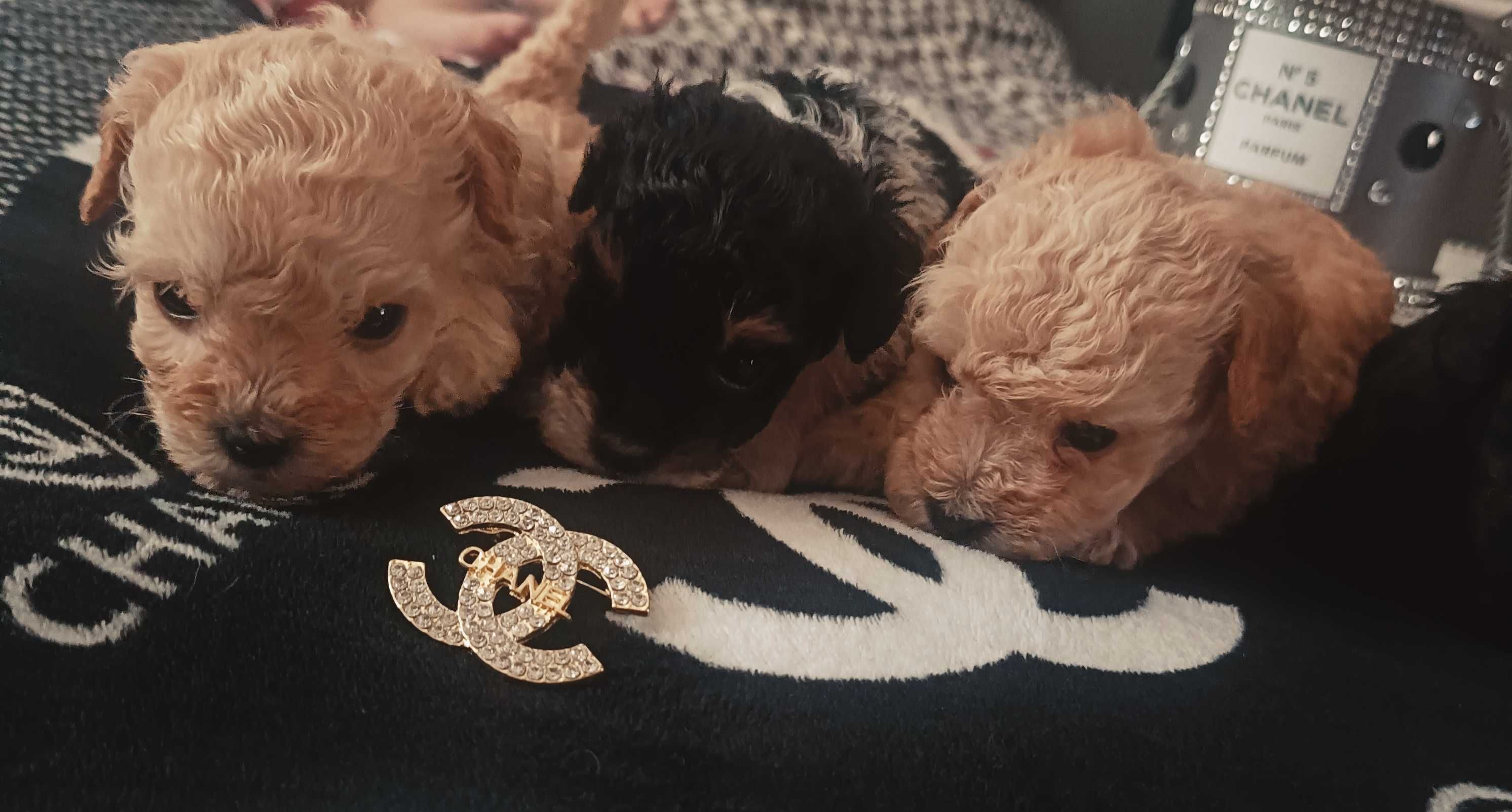 Maltipoo F1 Rezerwacja/Umowa/Rodowód