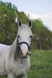 Przyjazny, wesoły, grzeczny wałach, arab, 13 lat, koń do towarzystwa!