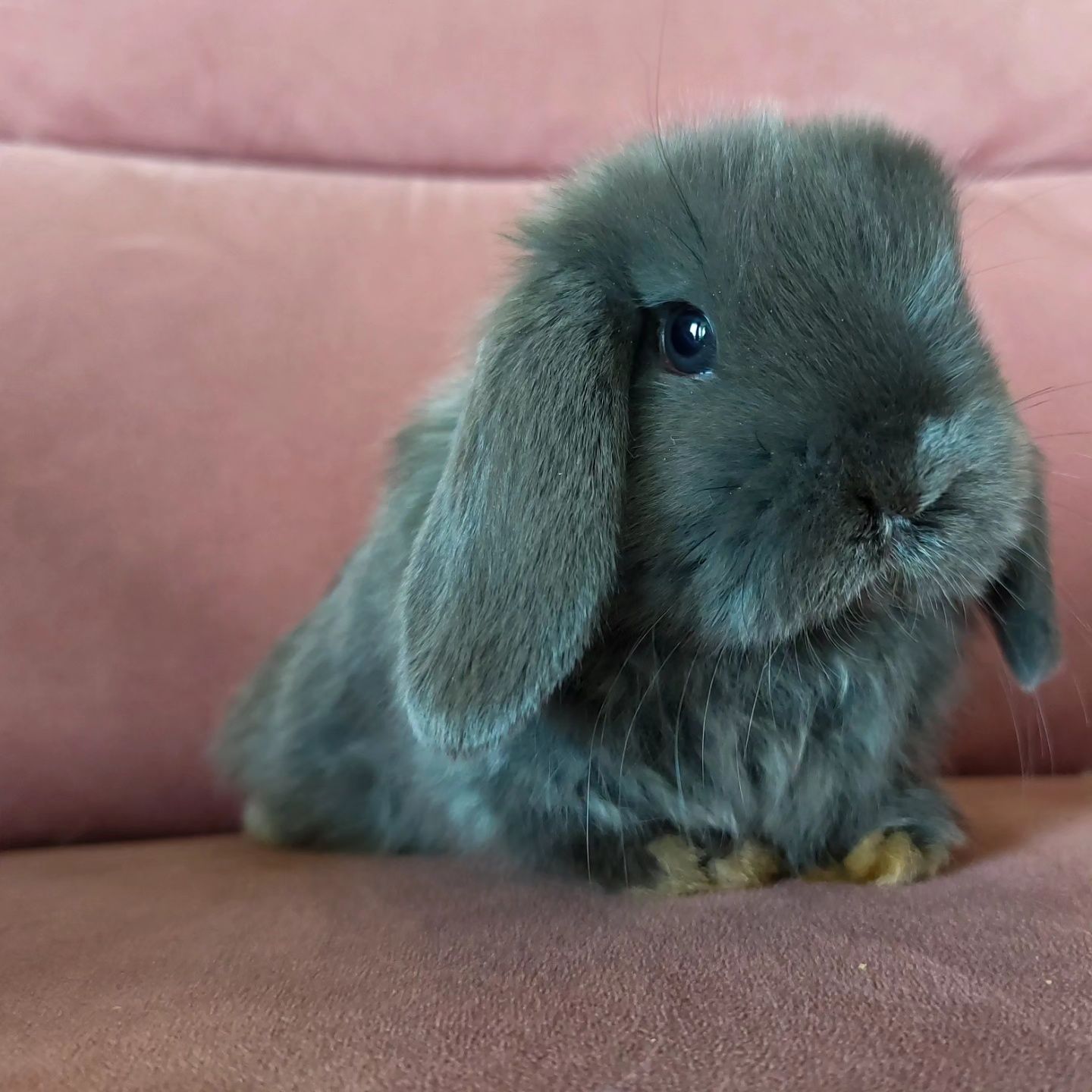 Królik Baranek Miniaturka MINI LOP