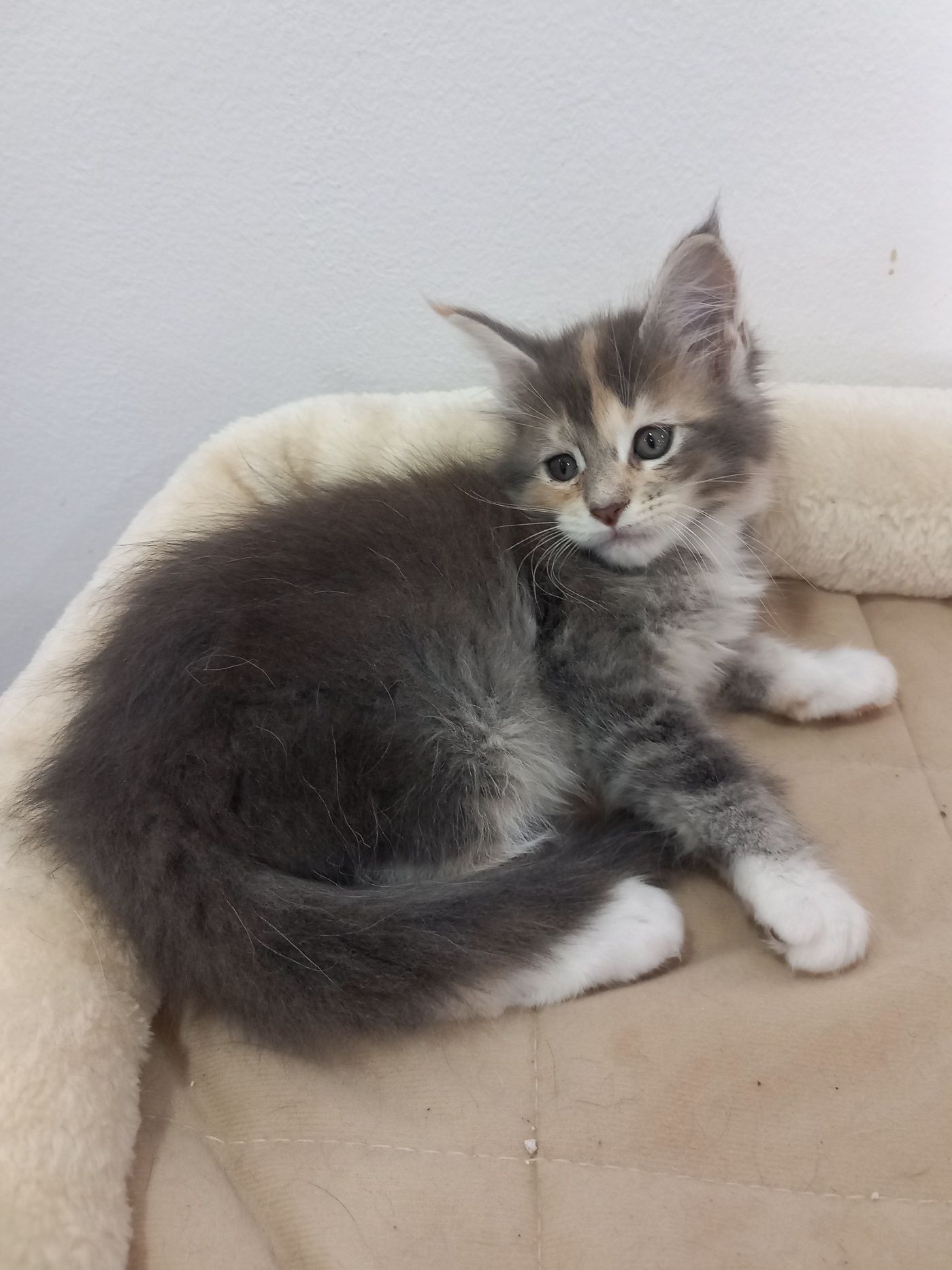Gatinho Maine Coon com Lop