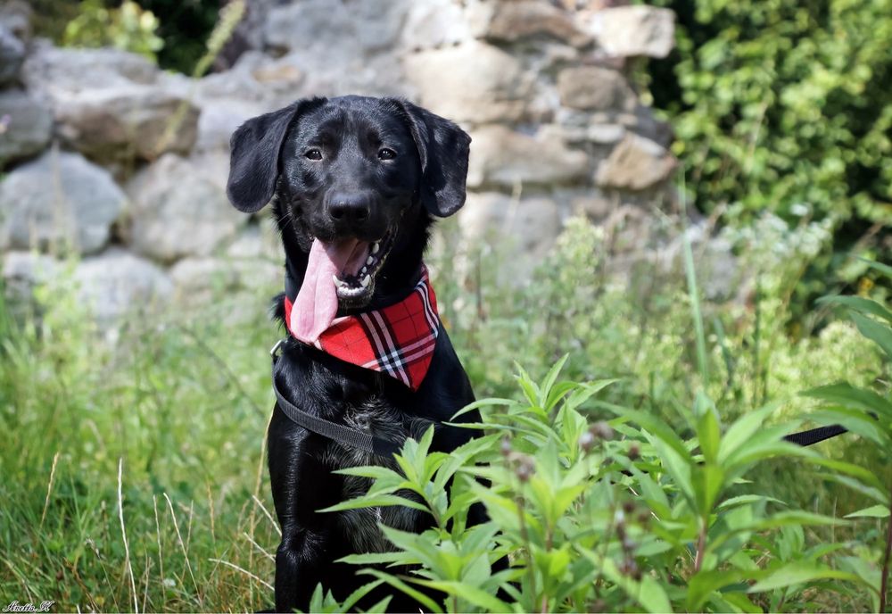 Blaki szuka kochającego, odpowiedzialnego domu