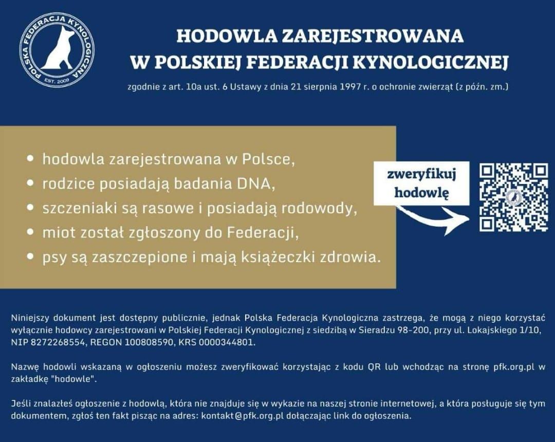 Owczarek niemiecki długowłosy. Szczenięta!!!