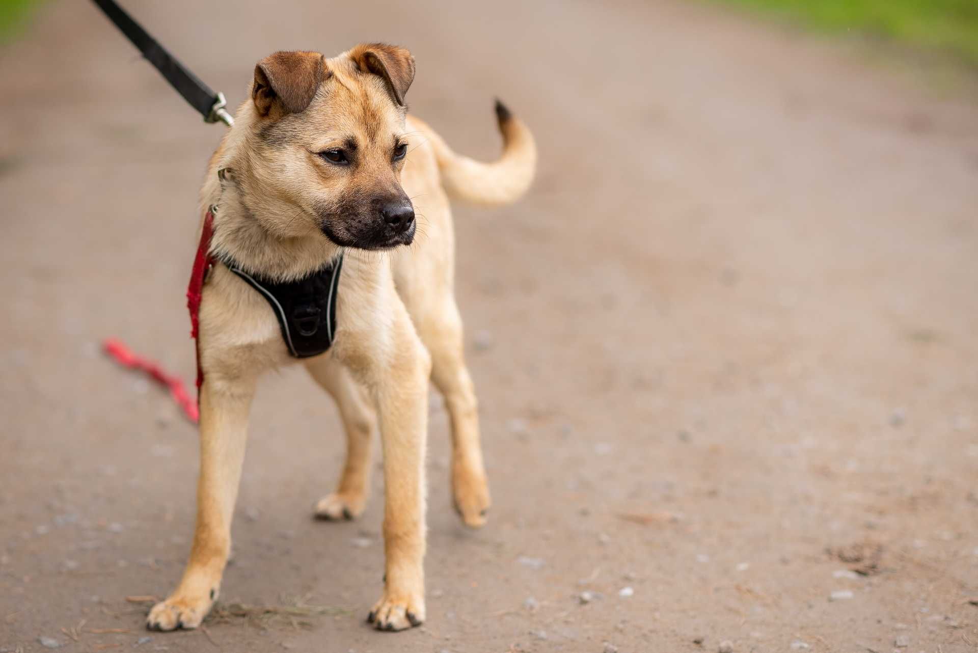 ENISO - żywiołowy i kontaktowy młodziutki psi chłopaczek do adopcji