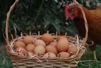 Jajka ekologiczne z dostawą do domu