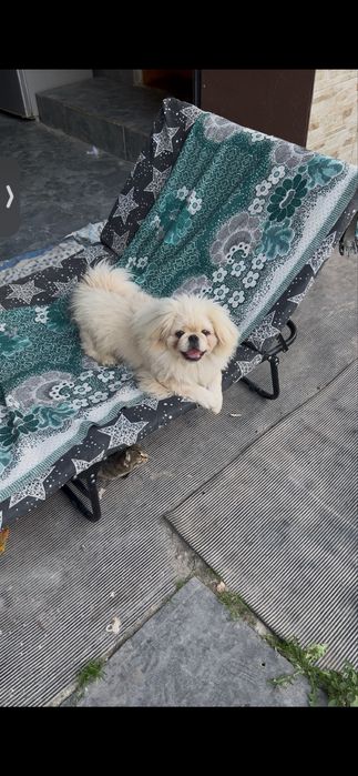 Хлопчик пекінесик
