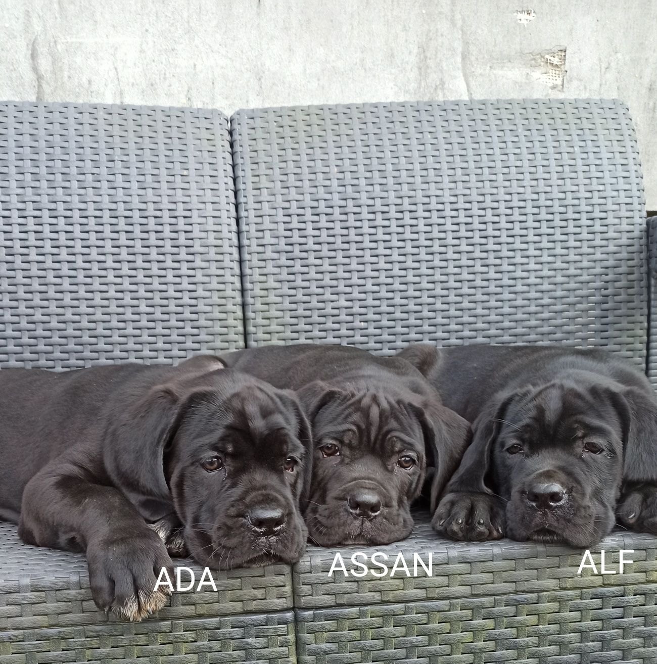 Cane Corso piesek