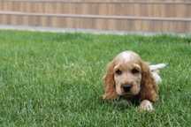 Piesek Cocker Spaniel Angielski orange roan