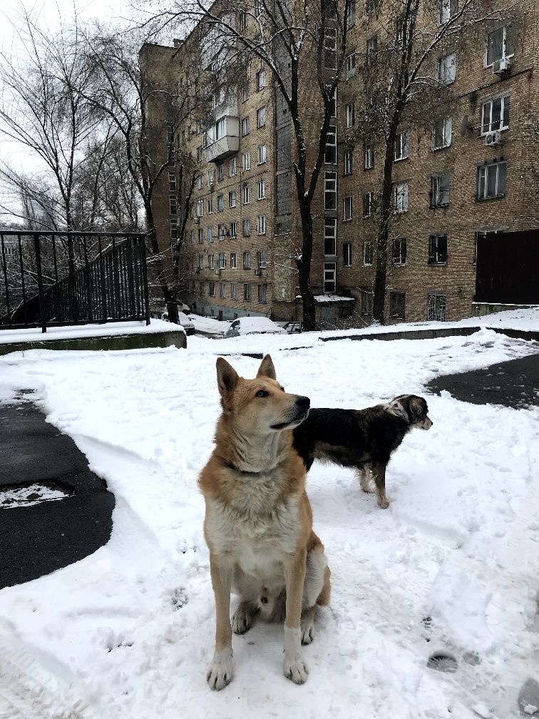 Хлопчик Лис порода собака безкоштовно пес прилаштування волонтер київ