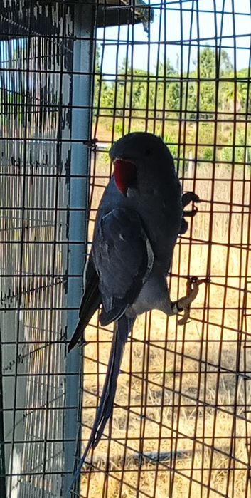 Ring Necks Casais