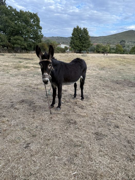 Vendo burras (mãe e filha)