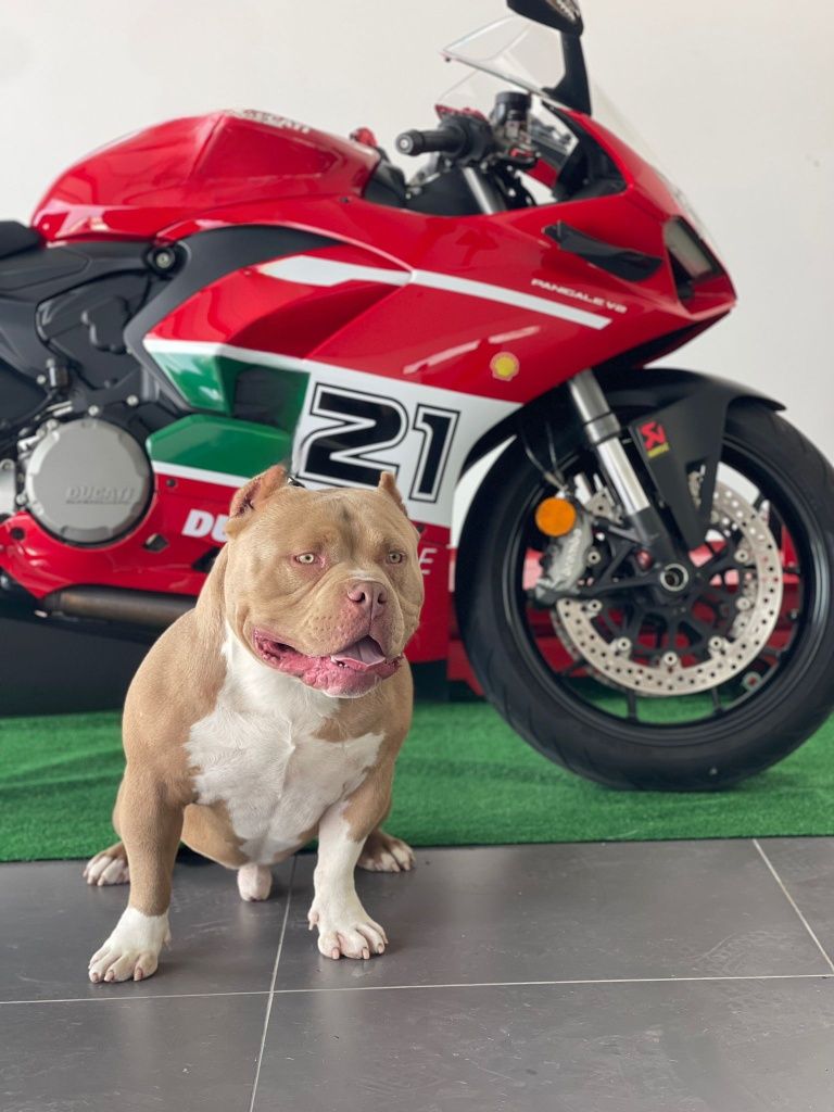 American Bully Pocket Montas