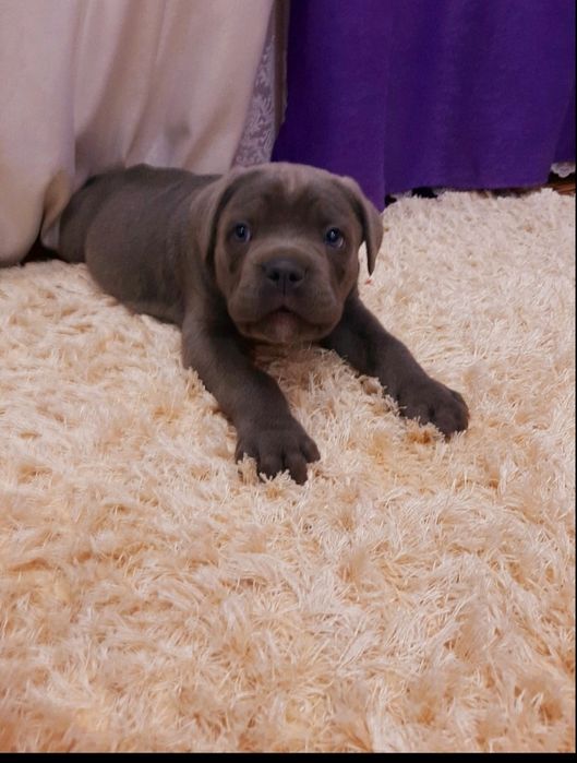 Цуцики кане, голубої окраси