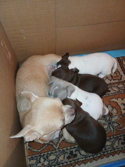 Продаж цуценят щенят чихуахуа