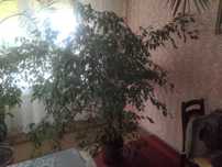 Figowiec benjamina. Fikus benjaminek.