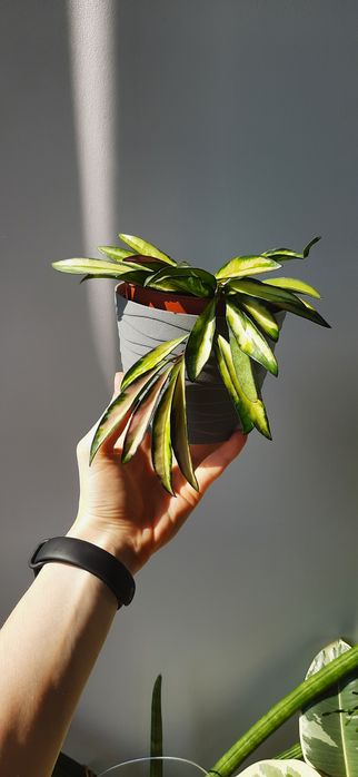 Zestaw kwiatów doniczkowych