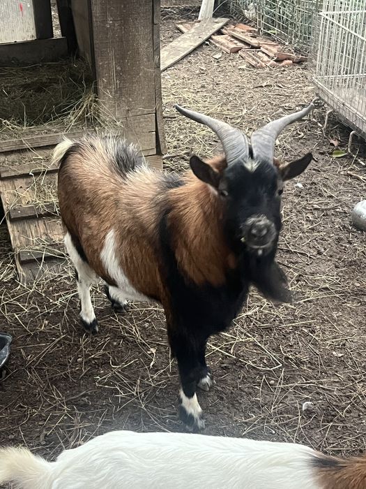 Cabrito anão reprodutor