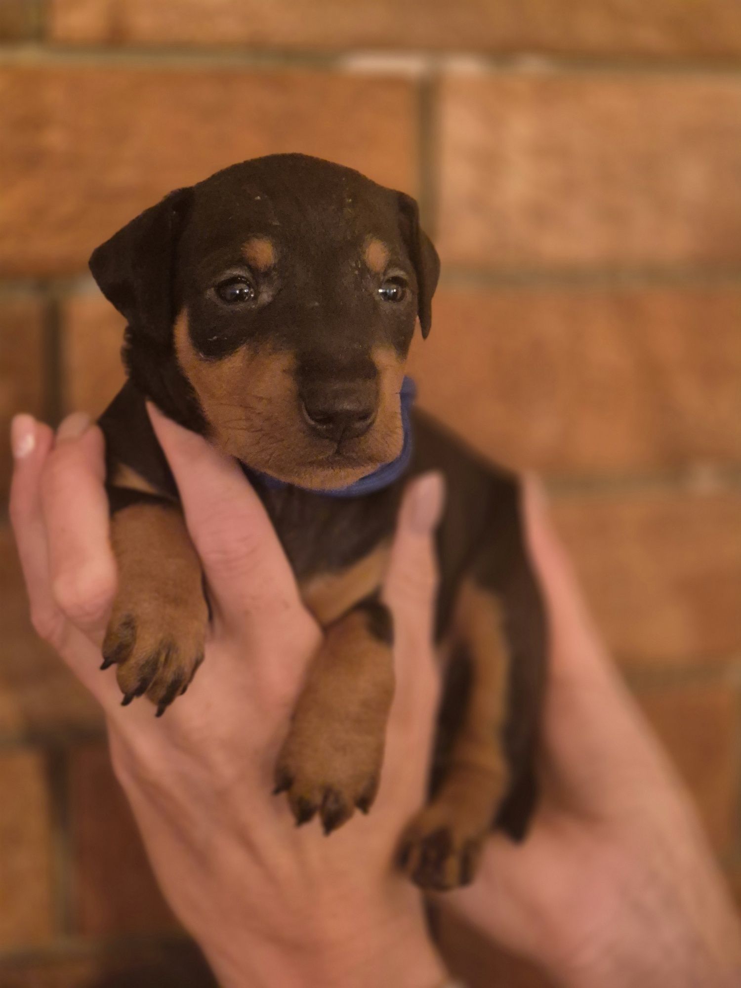 Manchester Terrier  ZKwP/FCI - samiec