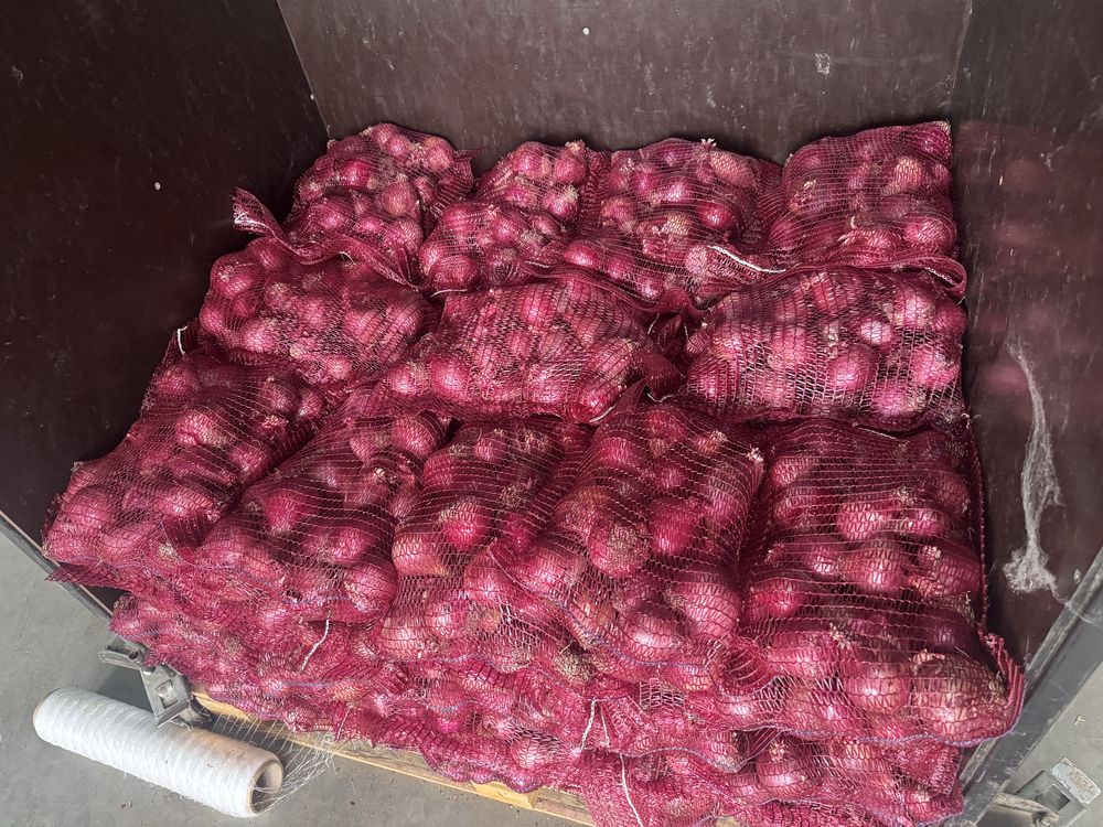 Cebula czerwona Red