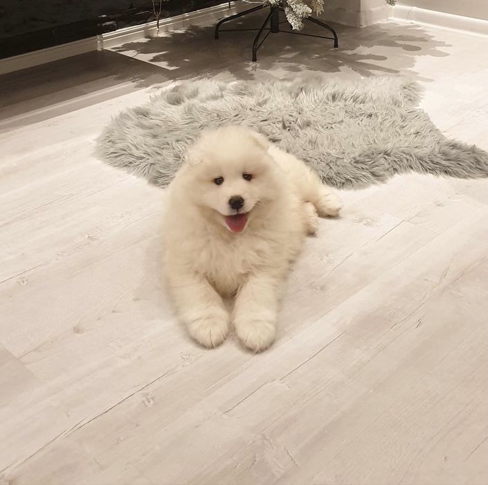 Samoyed Piękny Szczeniaczek