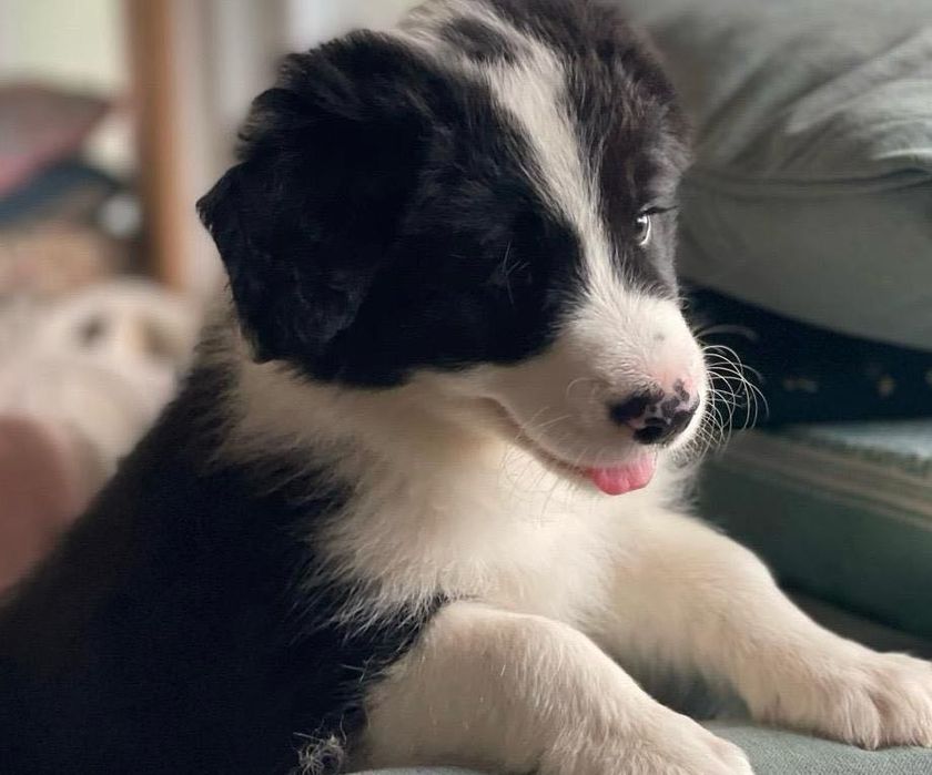 Piesek Border Collie - Hodowla Salus Canis FCI