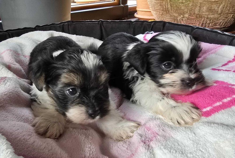 york biewer chłopak szczeniak