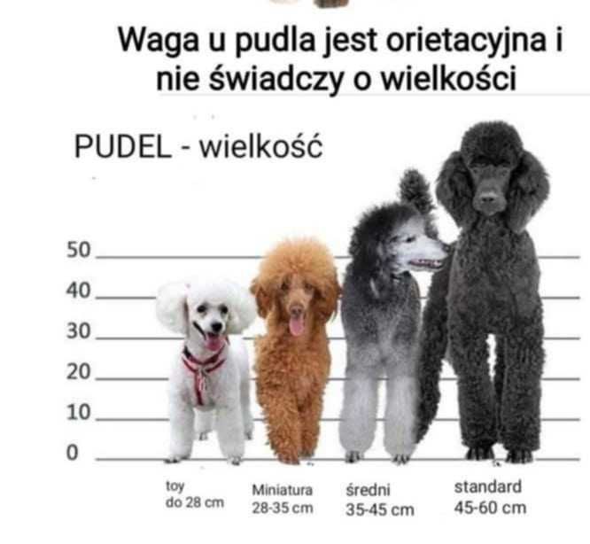 Pudel miniaturowy red pudelek