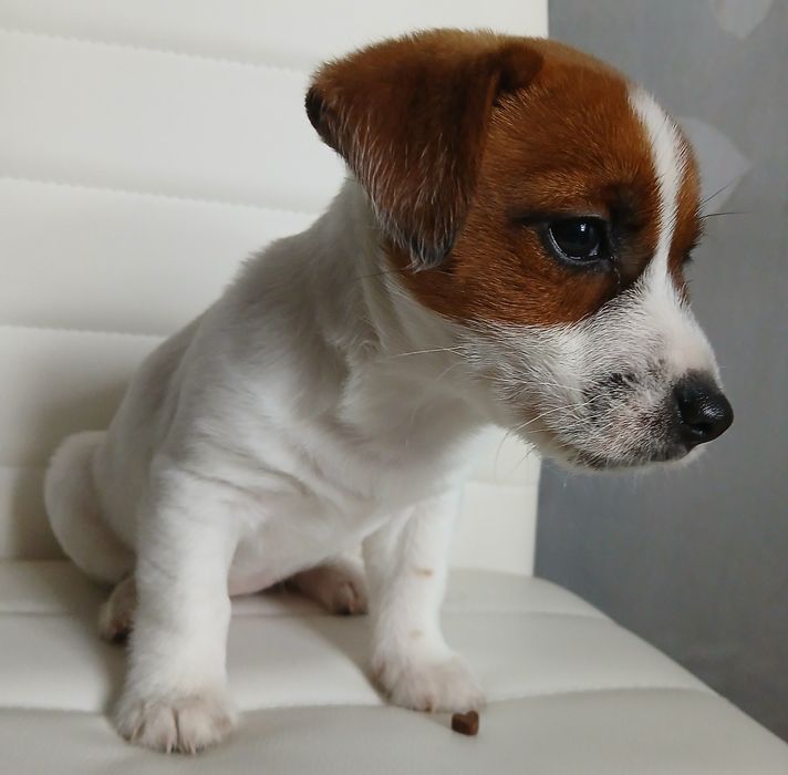 JACK RUSSEL terrier  Gotowe do odbioru