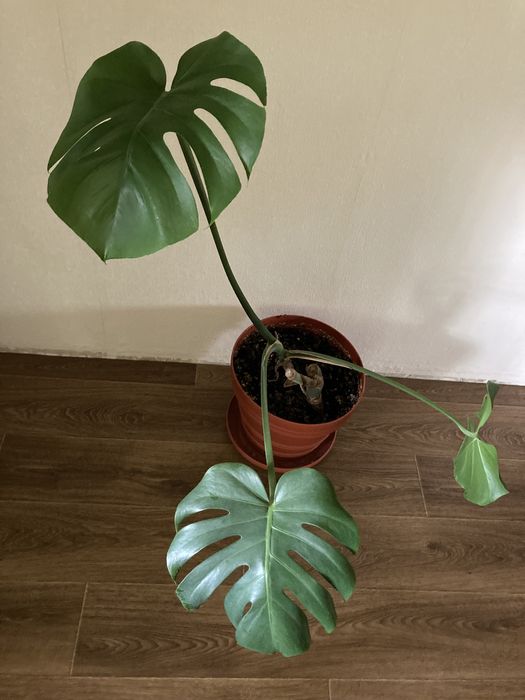 Кімнатна рослина монстера