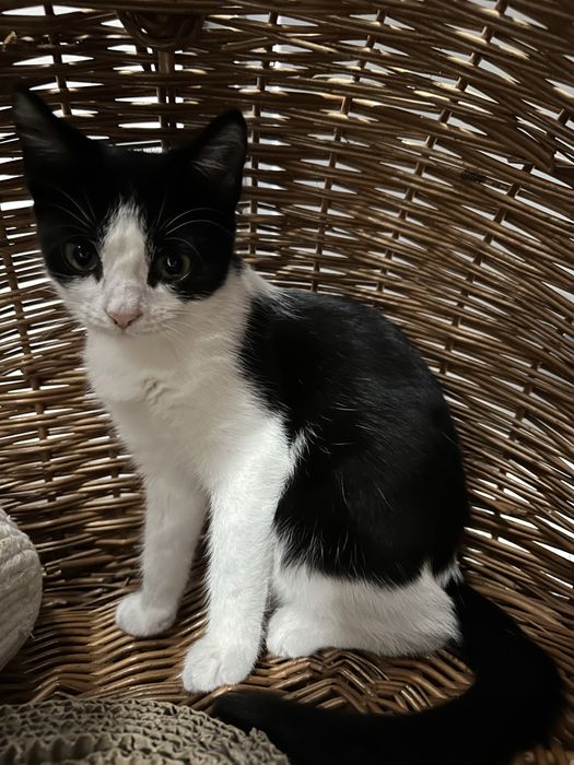 5 miesięczna kochana kotka Felicja szuka domu